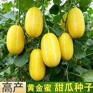 Golden Sweet Melon Seeds Spring Summer Golden Road Yellow Skin Melon Seeds Super Sweet Crispy Early 