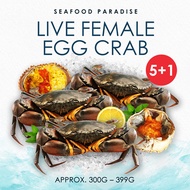 [BUY 5 FREE 1] 300 - 399g  Live Female Egg Crab