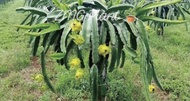 (30cm - 50cm)Israel Yellow Dragon Fruits Trees / Keratan kuning benih anak pokok buah naga