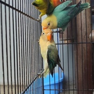 Lovebird Biola Parblue , Biola Green , Biola Euwing , Biola Blue