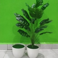 Pokok viral/monstera/hiasan monstera/pokok murah