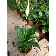 ANOR - Pokok Bunga Peace Lily (peace lily plant)