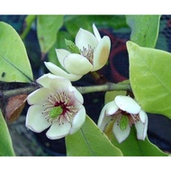 [BUY 3 FREE 1] Pokok Bunga Cempaka Pisang / Bunga Cempaka Keling (Magnolia Figo)