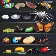 CHAAKIG Animals Growth Cycle Kindergarten Teaching Life Cycle Butterfly  Figurine
