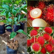 Anak Pokok Rambutan Gula Batu 100% Hybrid (isi Lokoh)