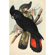Vintage Bird Animal Art Film Print Silk Poster Home Wall Decor 24x36inch