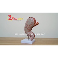 Human Stomach Anatomy Model
