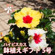 ハイビスカス 鉢 鉢植え 花 ロングライフハイビスカス ６号 ６寸 お中元 誕生日 結婚記念日 父の日