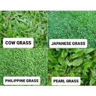 PEMBEKAL RUMPUT HIDUP (COW GRASS, JAPANESE GRASS, PHILIPPINE GRASS, PEARL GRASS)