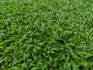 CARABAO GRASS LAWN SEEDS MOONAPACE GARDEN