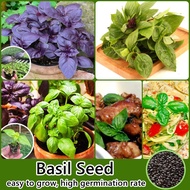 (200 Seeds Per Pack) Basil Seeds for Planting Basil Herb Seeds Purple Basil Seeds Green Basil Seeds 