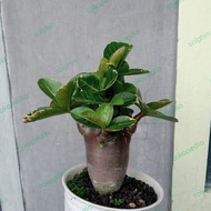 Adenium Arabicum black skin