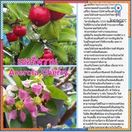 Acerola Cherry ไซส์ใหญ่ติดผลได้แล้ว ยอดขายดีอันดับหนึ่ง