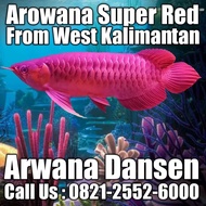 Ikan Hias Arwana Super Red Harga Murah | Arwana Dansen Pontianak