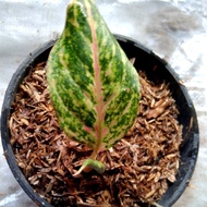 aglonema paulina real pict//free pot