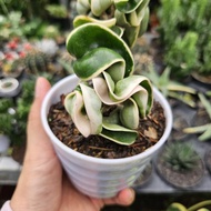 Hoya Compacta Regalis Variegata / Hoya Compacta