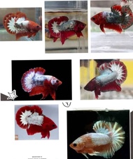betta ikan laga baby halfmoon fancy copper fccp show grade saiz s 2-3cm