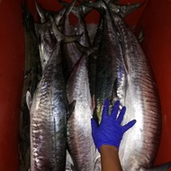 Ikan tenggiri (pancing)