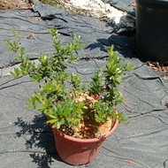 Vietnamese BlueBell / Blue bell /  Bonsai