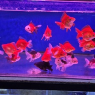ikan mas koki ryukin dan panda 3c