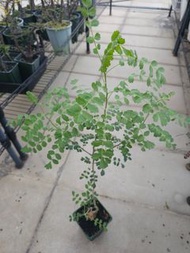 象之木 彩葉漆樹