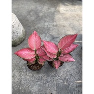[Terlaris] aglonema pink catrina ( dewasa )