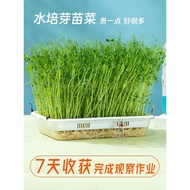 Planting Hydroponic Plate Soilless Cultivation Hydroponic Pot Observation Box Sprout Seed Seed Seed 