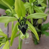 Bibit anggrek hitam kalimantan