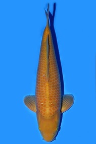 Ikan Koi Import Jepang Karashi Sakai 44 cm