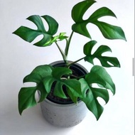 MONSTERA RHAPHIDOPHORA TETRASPERMA /MONSTERA MINI