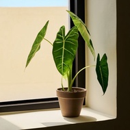 絨葉觀音蓮 | 室內植栽 觀葉植物 辦公室盆栽 開幕送禮 入門款