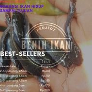 Benih Bibit ikan lele Kualitas MURAH Pakan Ikan Predator 