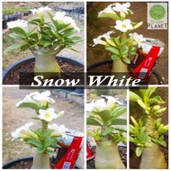 Adenium 富贵花 Arabicum White Flower (aka. Snow White) 5 Seeds-Benih-种子. Thailand Origin (Ready stock in Msia)