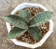 銀虎虎尾蘭 6.5寸盆 龍舌蘭科 厚葉款 虎尾蘭 多肉植物 觀葉植物 綠化 美化 觀賞植物