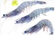 頂級汶萊藍蝦 300g±10%