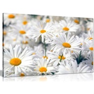 Daisys Daisy Canvas Wall Art Picture Print
