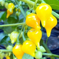 20pcs Benih cili ■105-BIQUINHO / CHUPENTIHO YELLOW chili pepper seeds