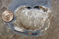 [天成晶石] 中新世 二鬮層 結核 顆粒靜蟹 螃蟹化石~~(大溪內柵)