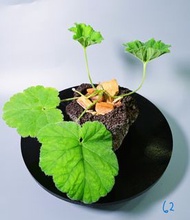 羅巴塔洋葵 Pelargonium lobatum / 塊根植物 Caudex / 另售象牙宮、龜甲龍、索馬里葡萄甕、念珠橄欖