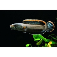 original ikan chana limbata ukuran 10-20cm. bonus pelet original