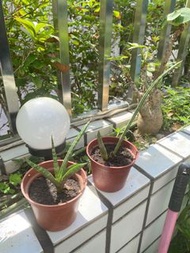 3吋棒葉虎尾蘭。3吋金邊虎尾蘭。自家爆盆。