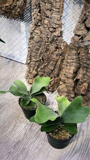 鹿角蕨 班比 x 粉雪 x 銀侏儒爪哇 孢子苗 Bambi x konayuki x silvery dwarf