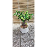 Clay custard apple pot 30cm high