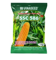 500G HẠT GIỐNG NGÔ SINH KHỐI SSC586 - GIỐNG CHUẨN