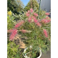 Grevillea ID Cupids Dream nice flower plants
