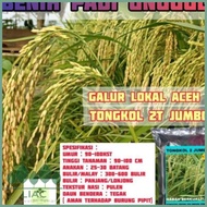 COD tongkol2 jumbo benih padi Galur lokal Aceh berkualitas.