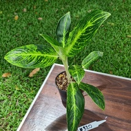 Aglaonema Golden Sand ( pokok hidup )