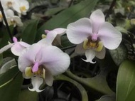 【芃程蘭舍】Phal. （schilleriana x philippineses) 2吋實生苗