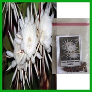 ⊙ ✟ Dama de noche flower Plant seeds