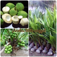 BIBIT KELAPA PUYUH aneka bibit unggul Nirwana